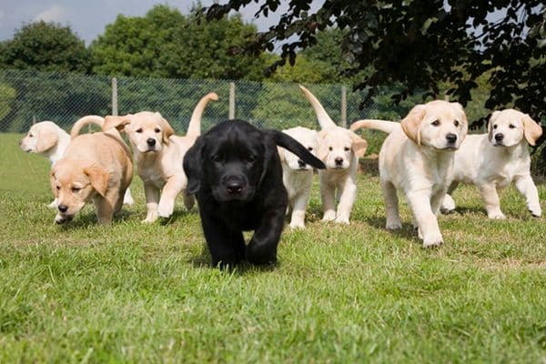 These cute puppies could grow up to be Vapor Wake dogs!