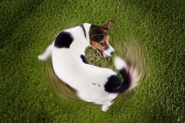 A dog chasing his tail.