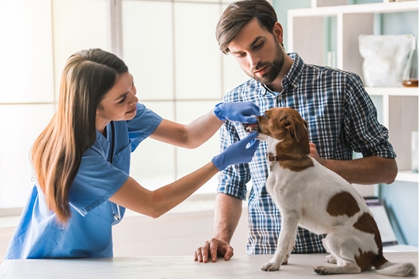 dog's breath smells different