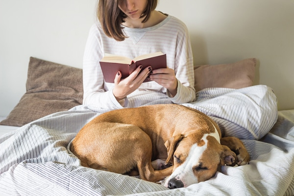 A dog lying on a bed while a woman reads a book.