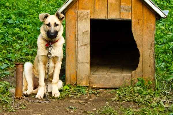 A dog tethered to a dog house.