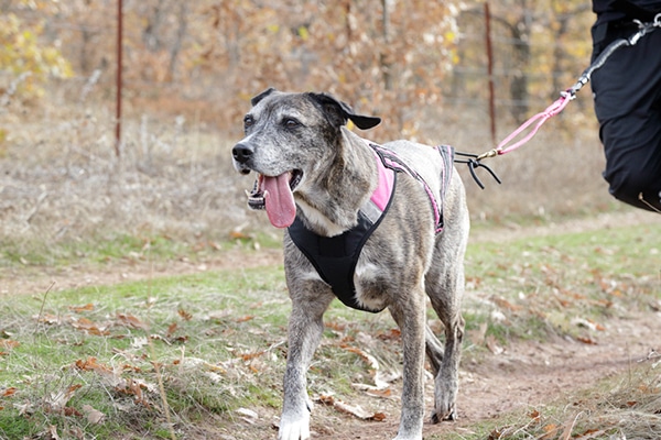 A dog out walking with his tongue out. 