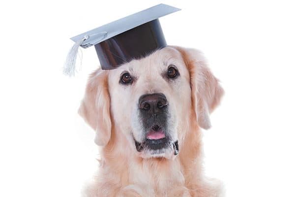 A dog with a graduation cap on.