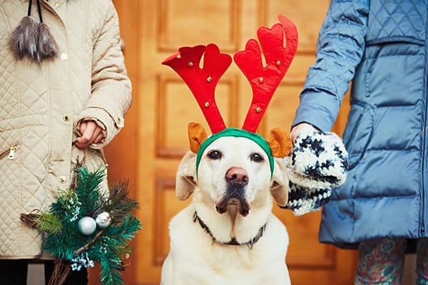 A dog with reindeer antlers on for the holidays, doesn't look too happy.