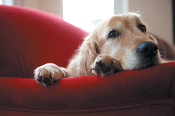 A golden dog sleeping on a couch. 