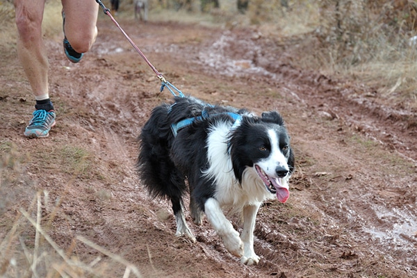 A man running outside with his dog on a leash on a trail.