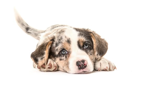 A puppy wagging his tail.