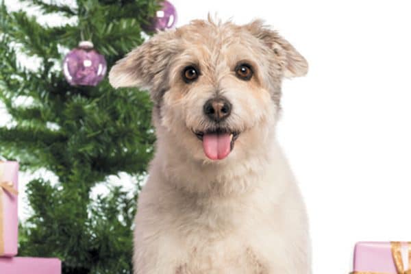 A mixed breed dog with presents and a Christmas tree.