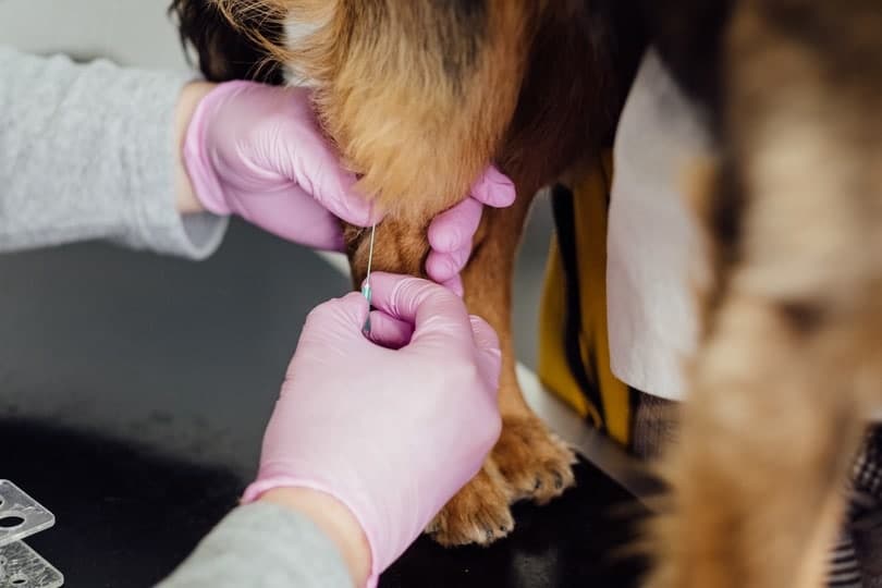 Acupuncture needle in dog's leg