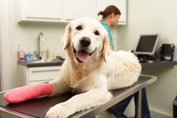 An injured dog with a cast on at the vet.