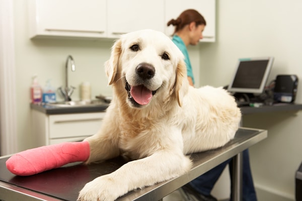 low cost vet care for dogs near me