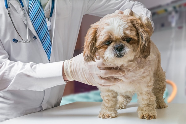 An old dog being examined by a vet.