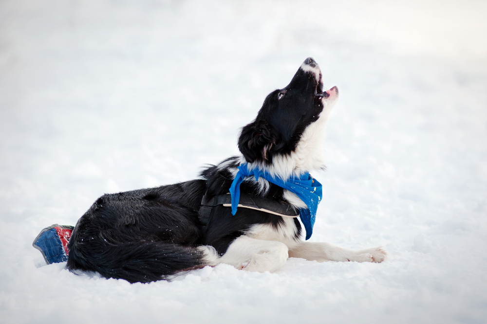 Border collie howling in winter