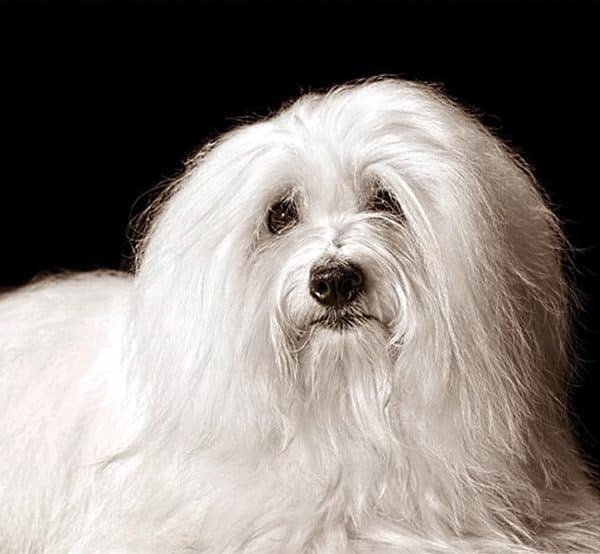 COTON DE TULEAR.