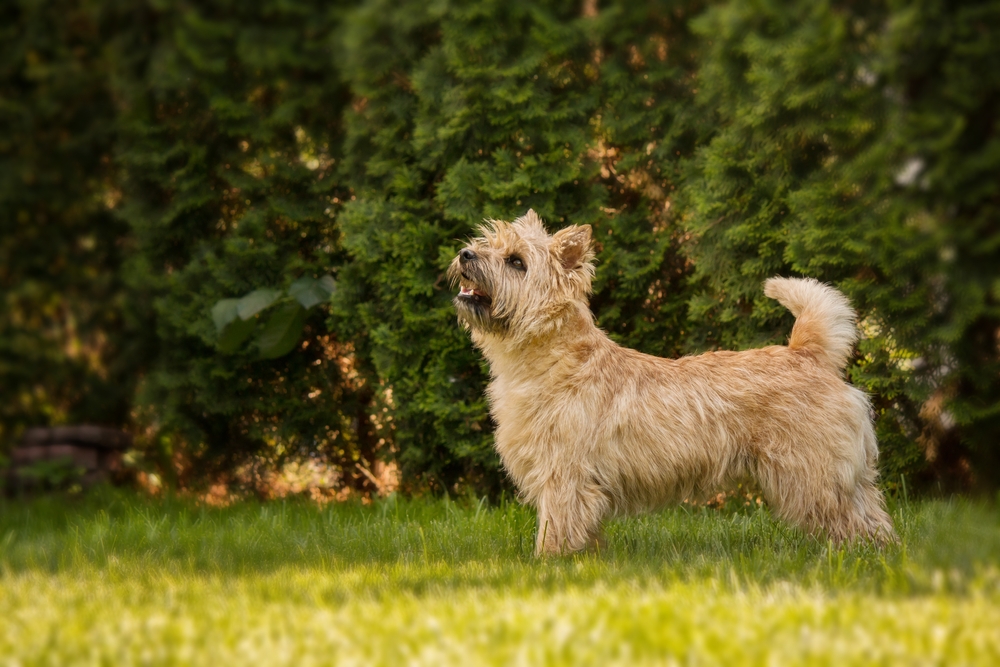Cairn Terrier dog standing on grass