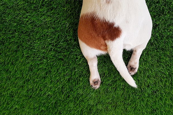 Closeup of a dog tail.