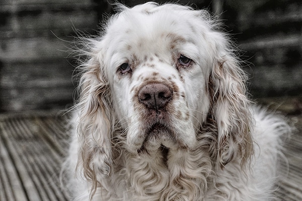 clumber spaniel cocker spaniel