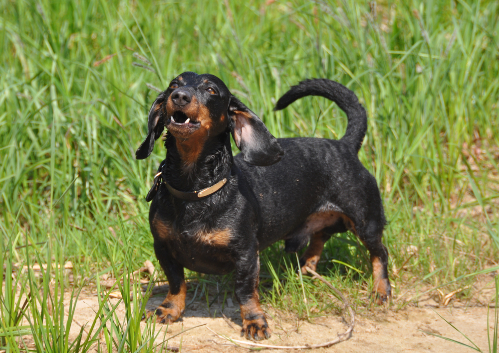 Dachshund stands on a green background on the grass growling