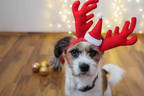 A dog with a Santa hat and antlers.