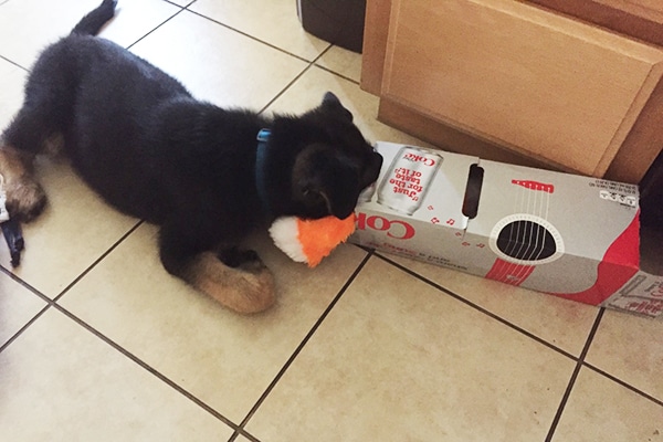 Forest playing with a box.