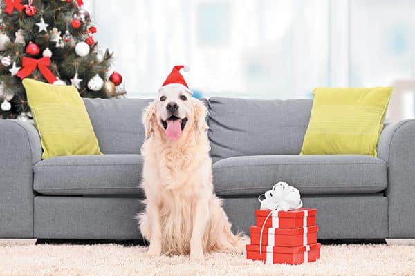 A happy dog with a Christmas tree and presents. Photography © Ljupco | Thinkstock.