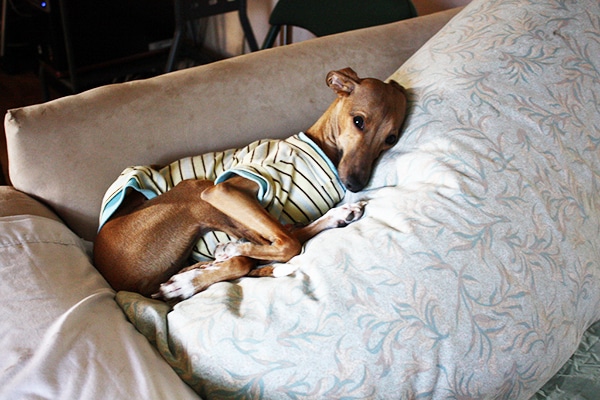 Italian Greyhound.