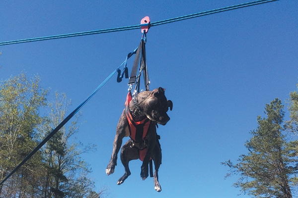 Jager has been training for two years to become a live find SAR dog focused in wilderness. Dogs train to be lifted in case they must be lifted in or out of SAR situations. 