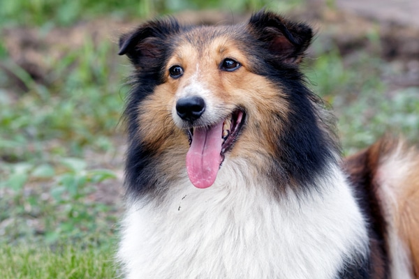 Shetland Sheepdog.