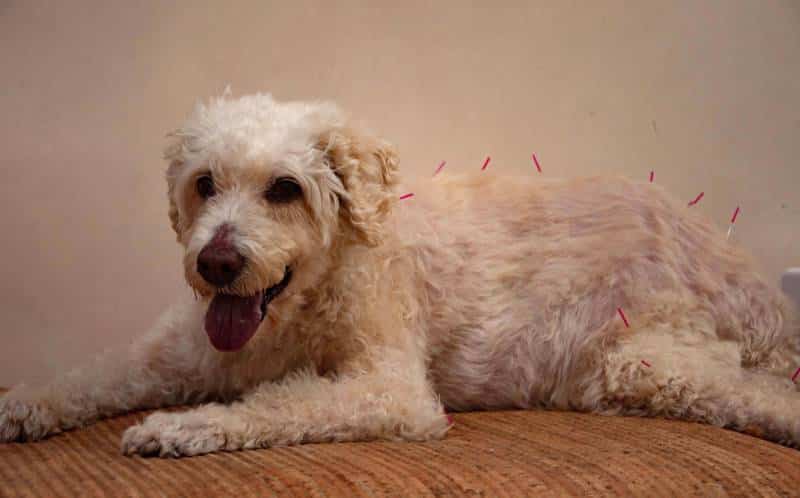 acupuncture needle treatment for dog