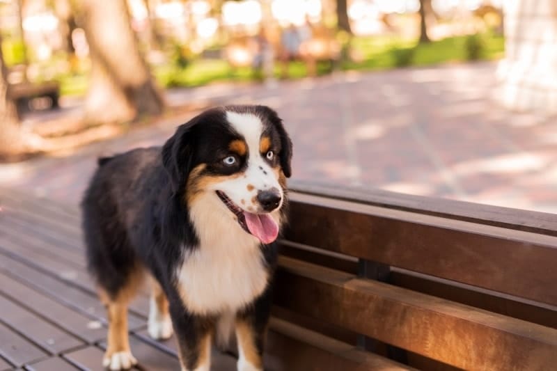 miniature american shepherd