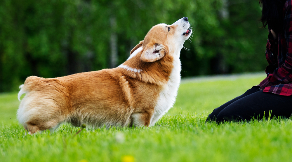 red dog welsh corgi pembroke howling on a grass field