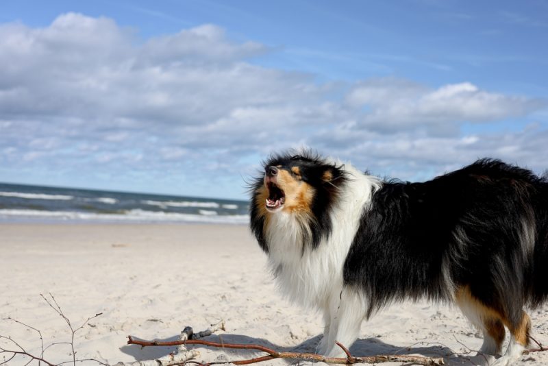 rough collie dog barking at the beach