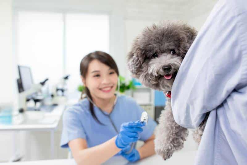 young female veterinarian doctor listen to dog with stethoscope