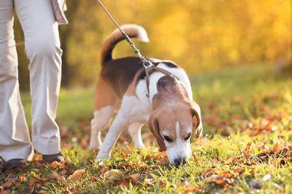 A beagle sniffing while out on a walk. 