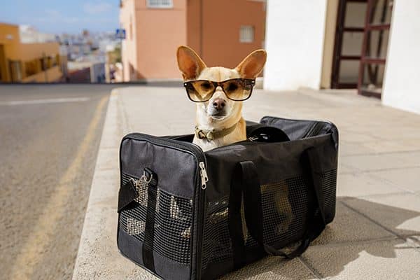 A dog in a travel carrier with sunglasses on.