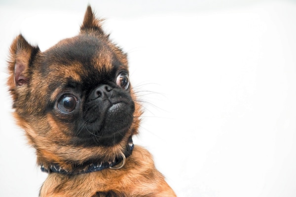 A dog looking confused or sad.