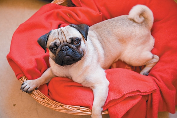 A dog looking up surprised from a red bed.