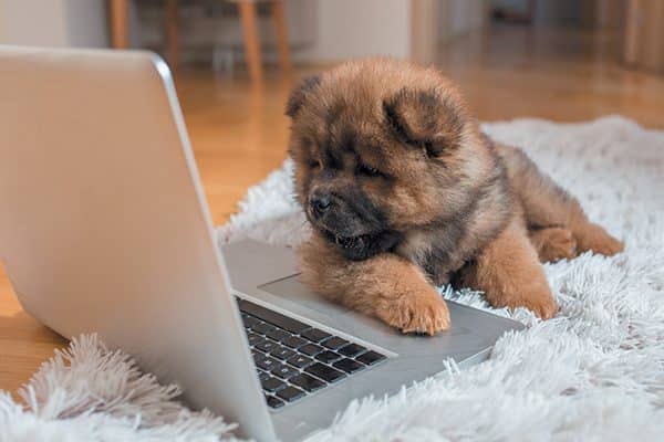 A dog on a laptop computer.