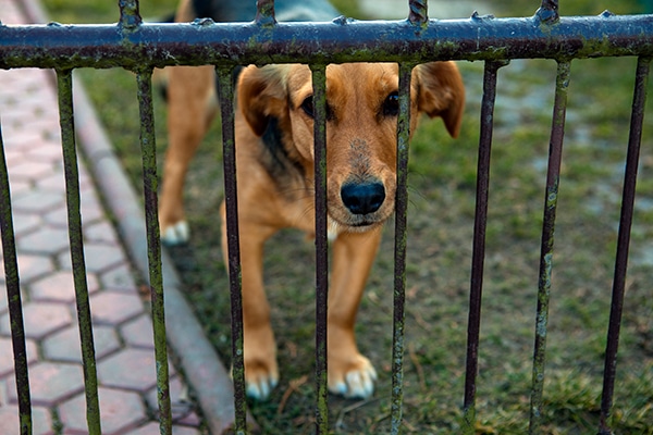A dog pressing his head up against a fence.