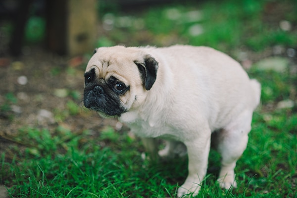 A worried or scared pug squatting or pooping.