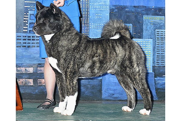 black brindle dog