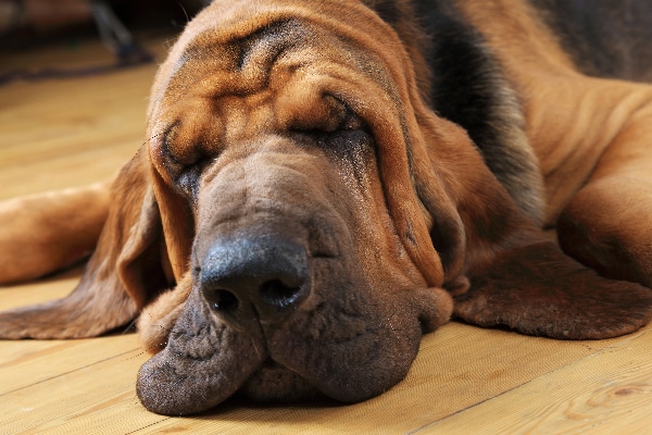 Bloodhound. dumbest dog breeds
