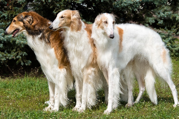 Borzoi. dumbest dog breeds