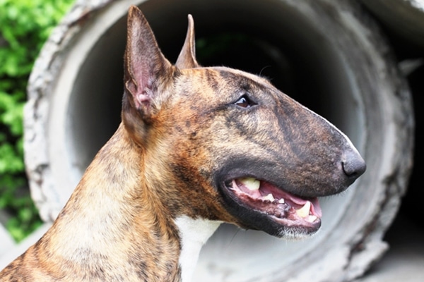 breeds of dogs with brindle coats