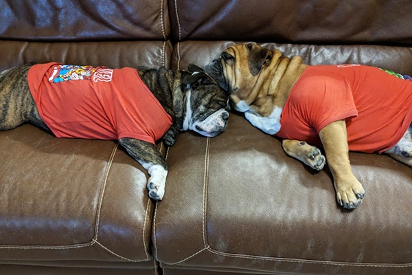 Bulldog. Photography courtesy Shelby Stewart.