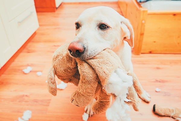 playful dog