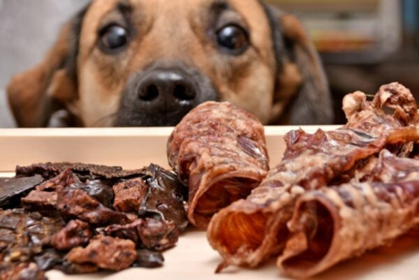 Dog wide-eyed looking at treats
