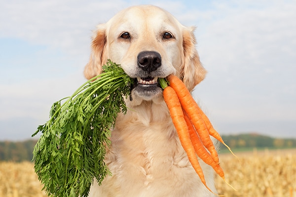 A dog eating carrots. 