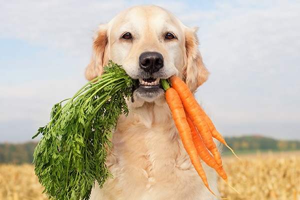 dogs have carrots