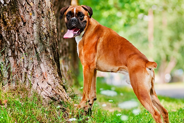 A dog with a docked tail.